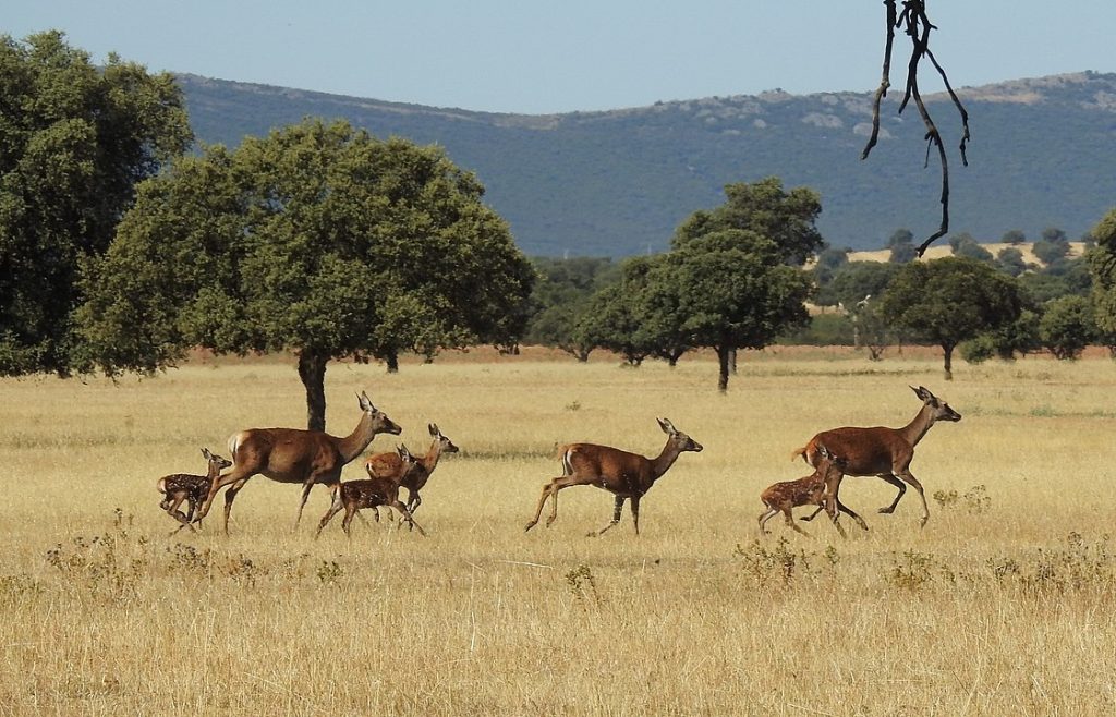 Ciervos en la raña de Cabañeros. - Foto: Por Virginia Torralba - Trabajo propio, CC BY-SA 4.0, https://commons.wikimedia.org/w/index.php?curid=64770149