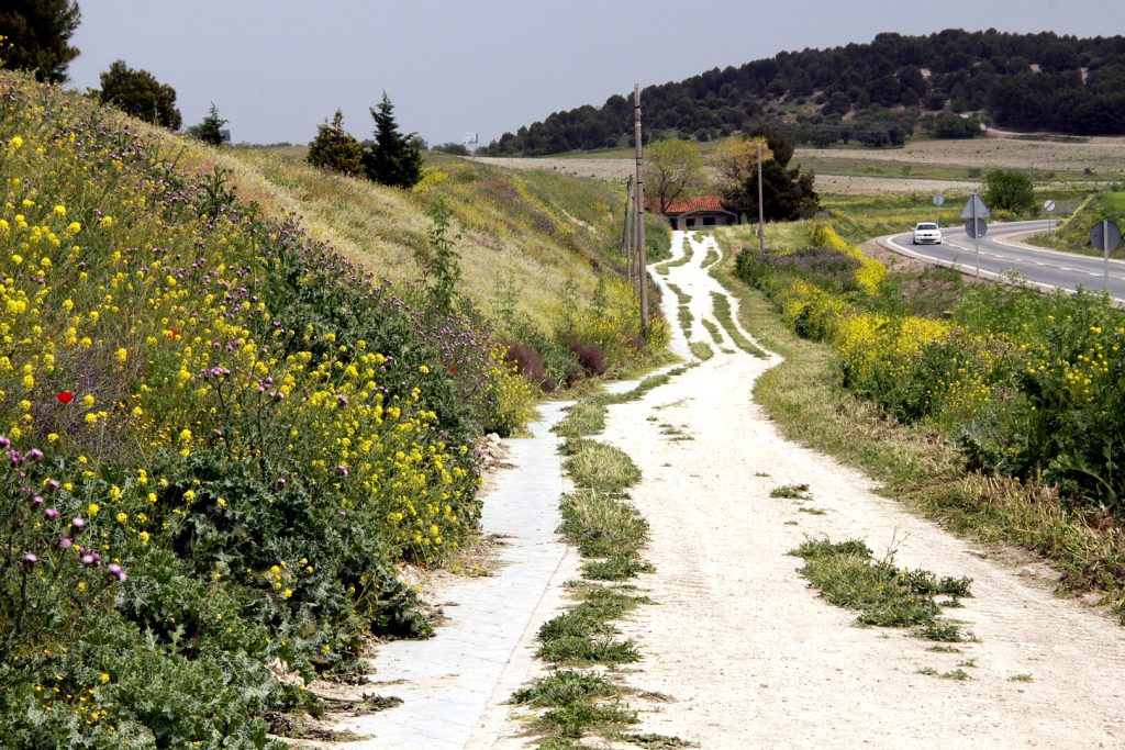 Camino en la Cañada Real Galiana. - Foto: Manuel Martín Vicente - Flickr: flora de Valdemoro en la Cañada Real Galiana, CC BY 2.0, https://commons.wikimedia.org/w/index.php?curid=30837985