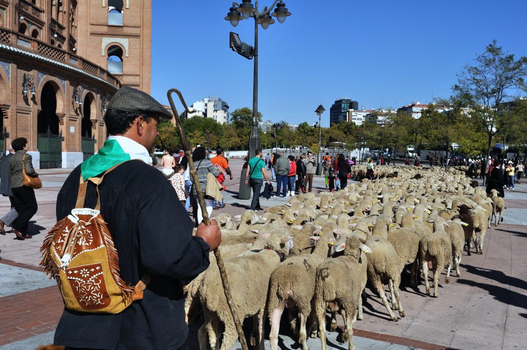 Un pastor con su rebaño pasa junto a la Plaza de Toros de Las Ventas de Madrid.