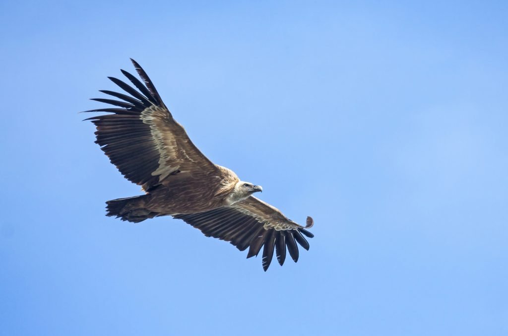 El buitre leonado es una de las aves que sobrevuelan varios puntos de la Cañada Real Conquense. - Foto: Depositphotos
