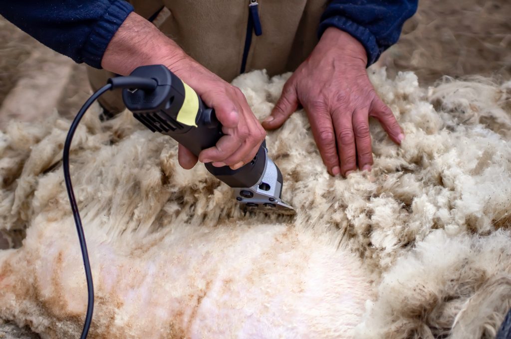 Proceso de esquileo de la oveja. - Foto: Depositphotos