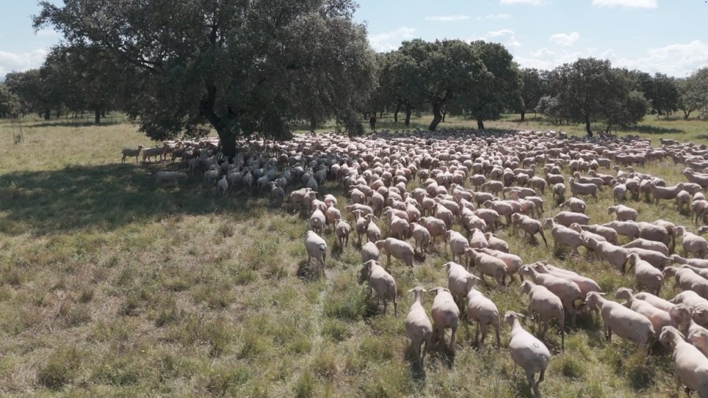 Ganadería La Llave
