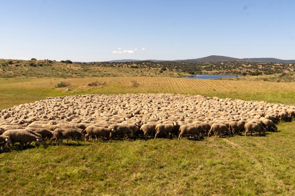 Ovejas Merinas