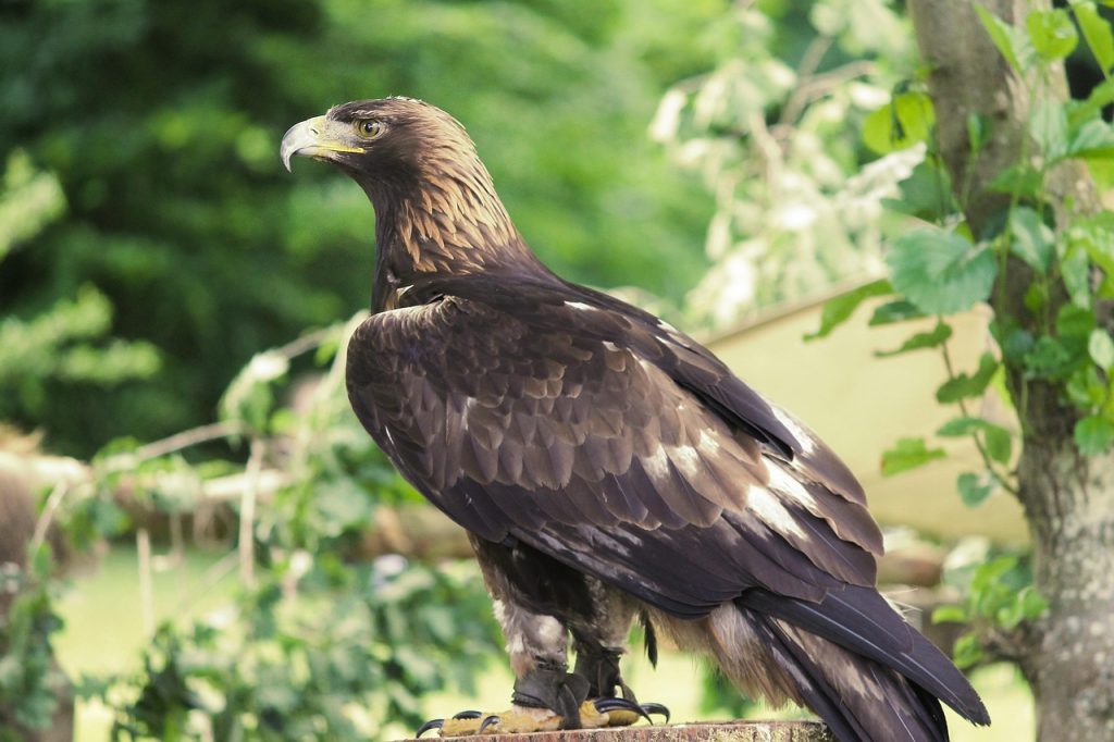 Águila real