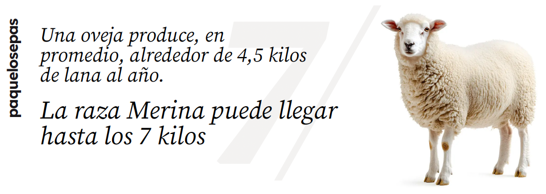 Una oveja produce, en promedio, alrededor de 4,5 kilos de lana al año. La raza merina puede llegar hasta los 7 kilos.