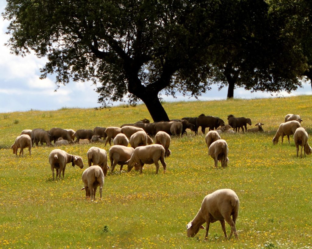Ovejas merinas en Extremadura