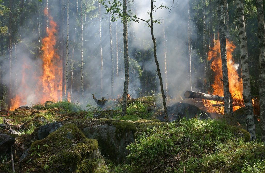 Incendio en el bosque