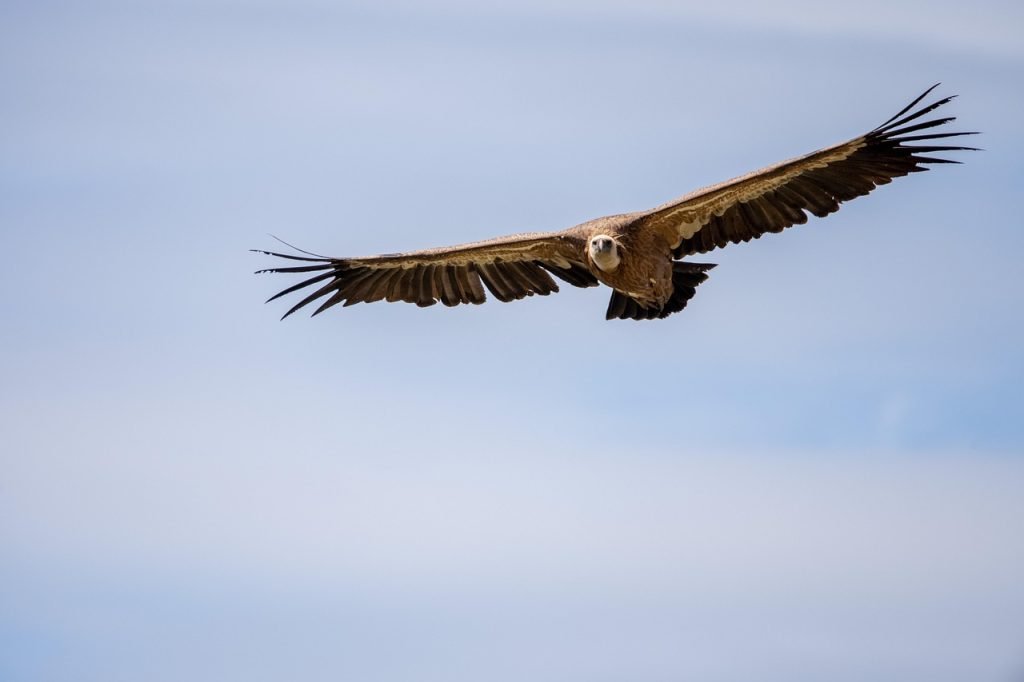 Buitre volando en Monfragüe