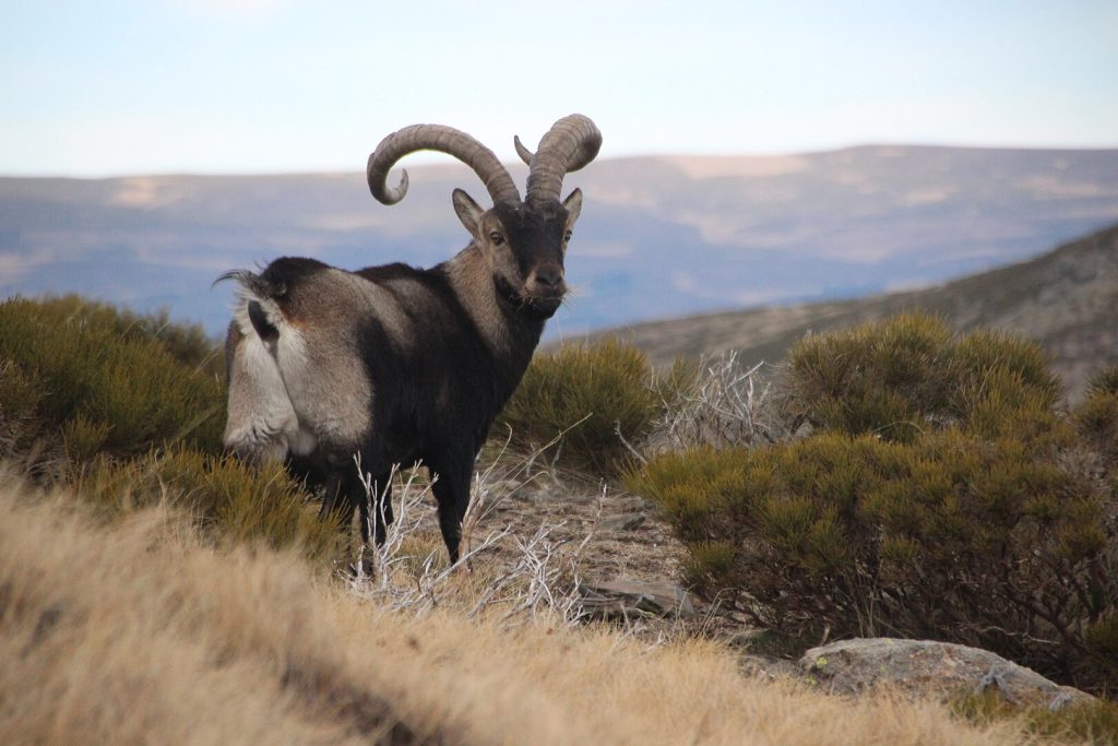 Cabra montesa en Gredos