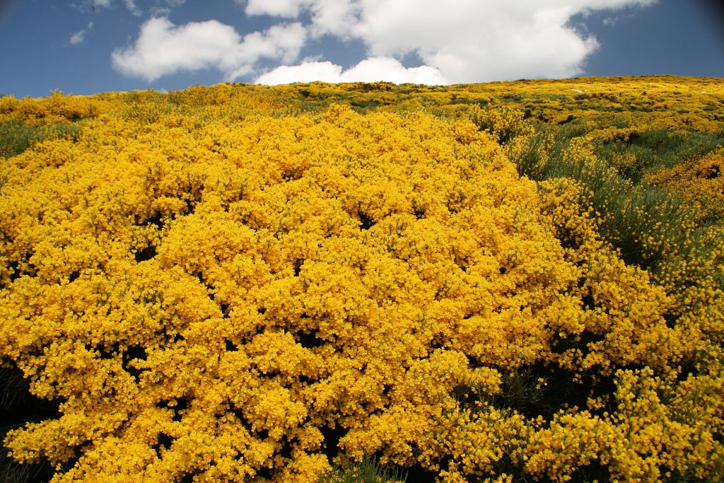 Piorno en la Sierra de Gredos