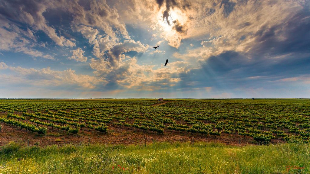 Campo de viñedos en Tierra de Barros