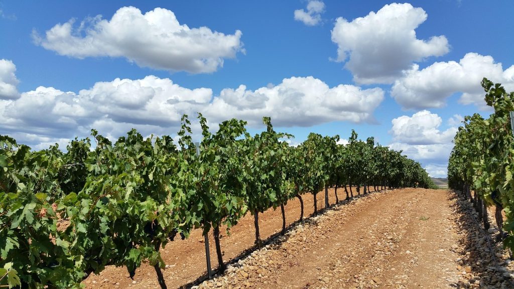 Viñedo en La Rioja