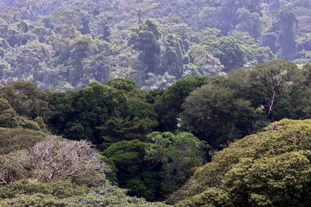 a forest filled with lots of green trees